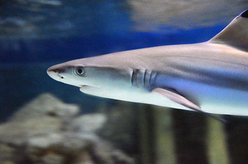 shark black tip-AsiaPhotoStock