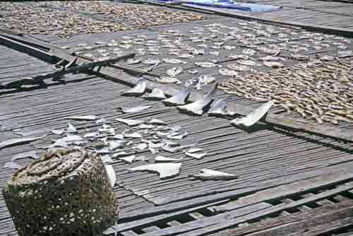 shark fins-AsiaPhotoStock