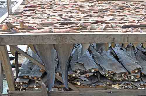 sharks aceh-AsiaPhotoStock