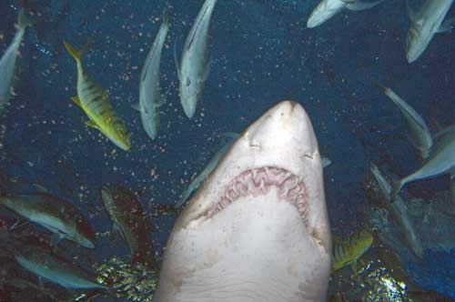 sharks teeth-AsiaPhotoStock
