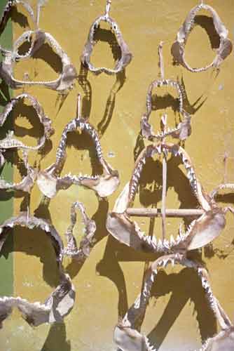 shark teeth-AsiaPhotoStock