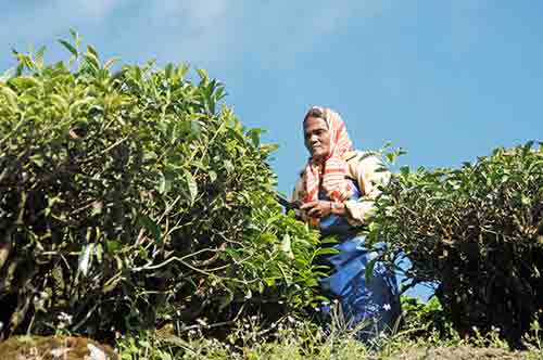 shears tea-AsiaPhotoStock