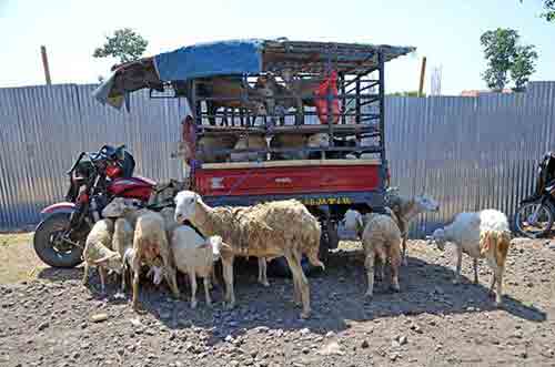 sheep-AsiaPhotoStock