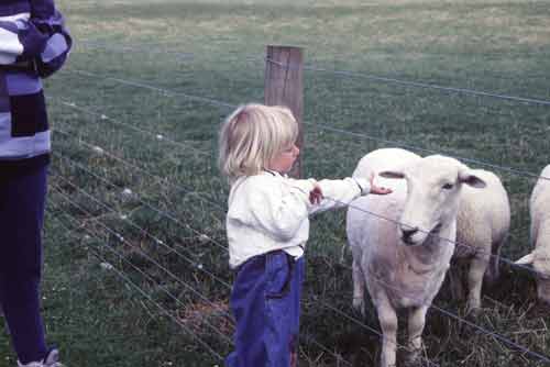 sheep feeding-AsiaPhotoStock