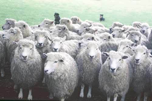 sheep-AsiaPhotoStock