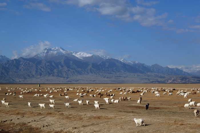 sheep with mountain-AsiaPhotoStock