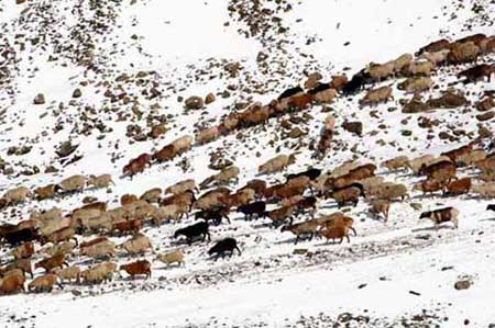 sheep in snow-AsiaPhotoStock