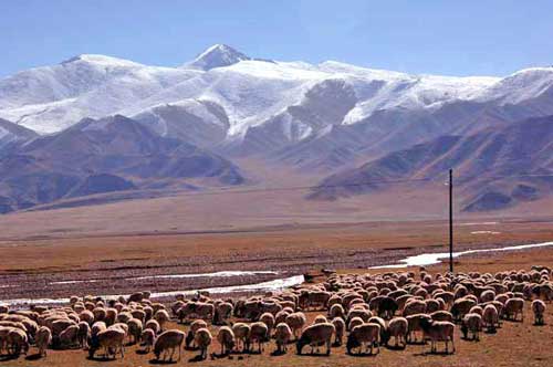 sheep in valley-AsiaPhotoStock