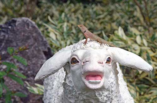 sheep and lizard-AsiaPhotoStock