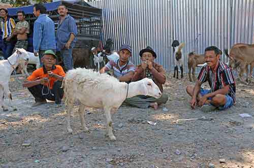 sheep market-AsiaPhotoStock