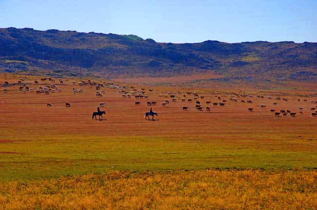 sheep pastures-AsiaPhotoStock