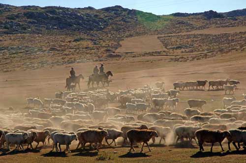 sheep round up-AsiaPhotoStock