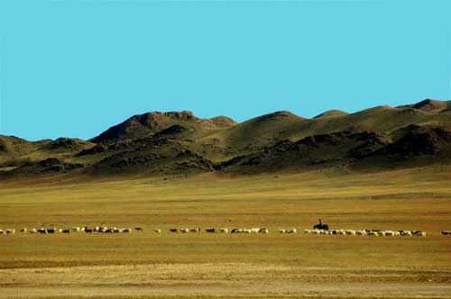 sheep on grasslands-AsiaPhotoStock