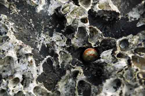 shell fish and barnacle-AsiaPhotoStock