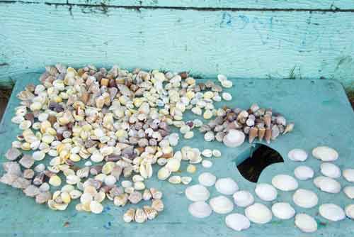 shells hundred islands-AsiaPhotoStock