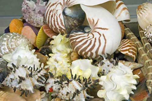 sea shells-AsiaPhotoStock