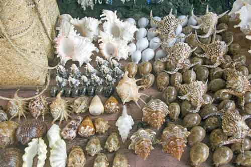 cowrie and conches-AsiaPhotoStock