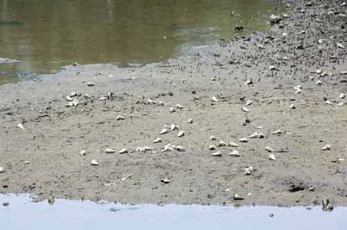 cone shells-AsiaPhotoStock