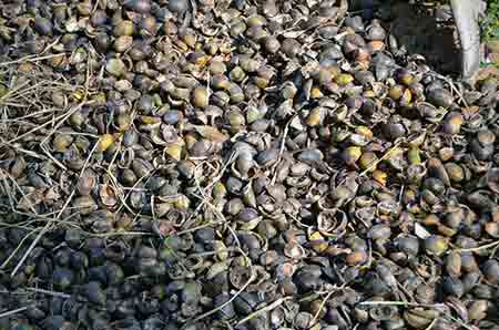 shells betel nut-AsiaPhotoStock