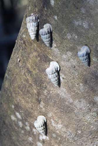 shell fish climbing-AsiaPhotoStock