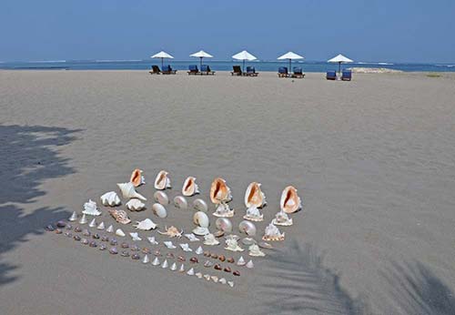 shells umbrellas-AsiaPhotoStock