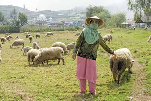 shepherdess-AsiaPhotoStock