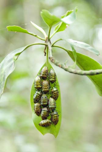 shield bugs-AsiaPhotoStock