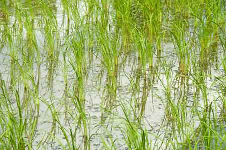 shoots of rice plants-AsiaPhotoStock