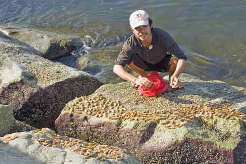 shrimps drying-AsiaPhotoStock