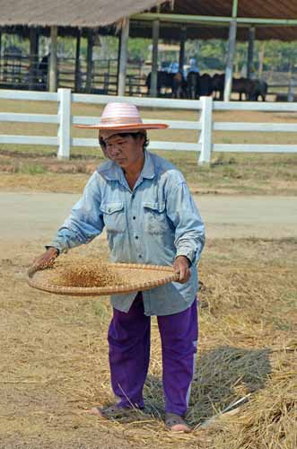 sieving sukhothai-AsiaPhotoStock