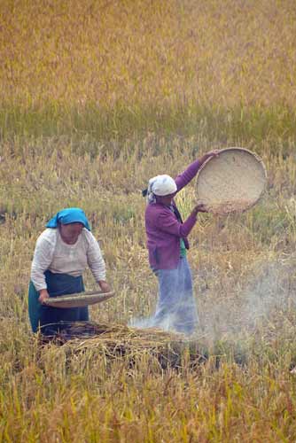 sieving-AsiaPhotoStock