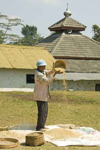 sieving rice solo-AsiaPhotoStock