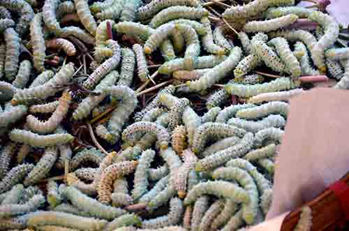 silk moth caterpillars-AsiaPhotoStock