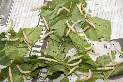 silk worm caterpillars-AsiaPhotoStock