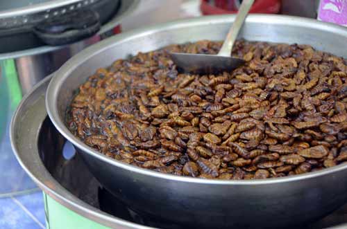 silk worms-AsiaPhotoStock