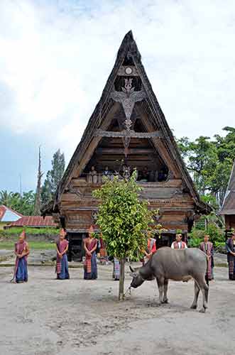 simanindo buffalo-AsiaPhotoStock