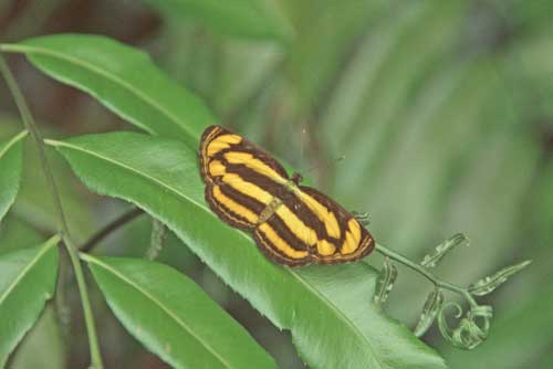 common sailor butterfly-AsiaPhotoStock