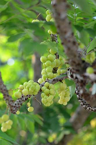 singapore gooseberry-AsiaPhotoStock