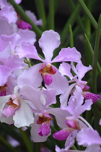 singapore national orchid-AsiaPhotoStock