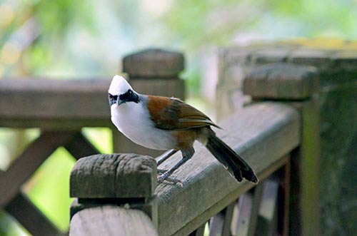 singapore thrush-AsiaPhotoStock