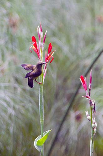 singapore sunbird-AsiaPhotoStock