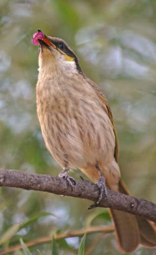 singing honeyeater-AsiaPhotoStock