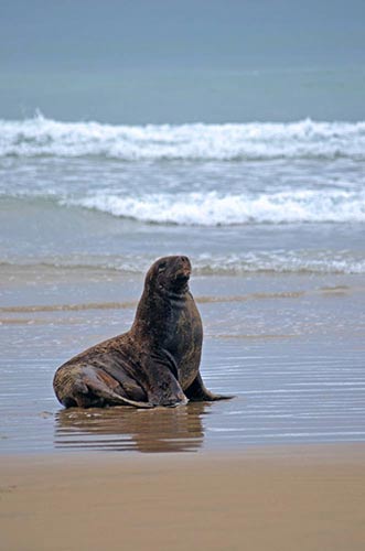 single sea lion-AsiaPhotoStock