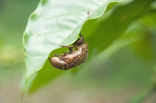 insect skin-AsiaPhotoStock