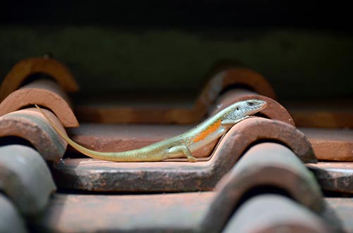 skink-AsiaPhotoStock