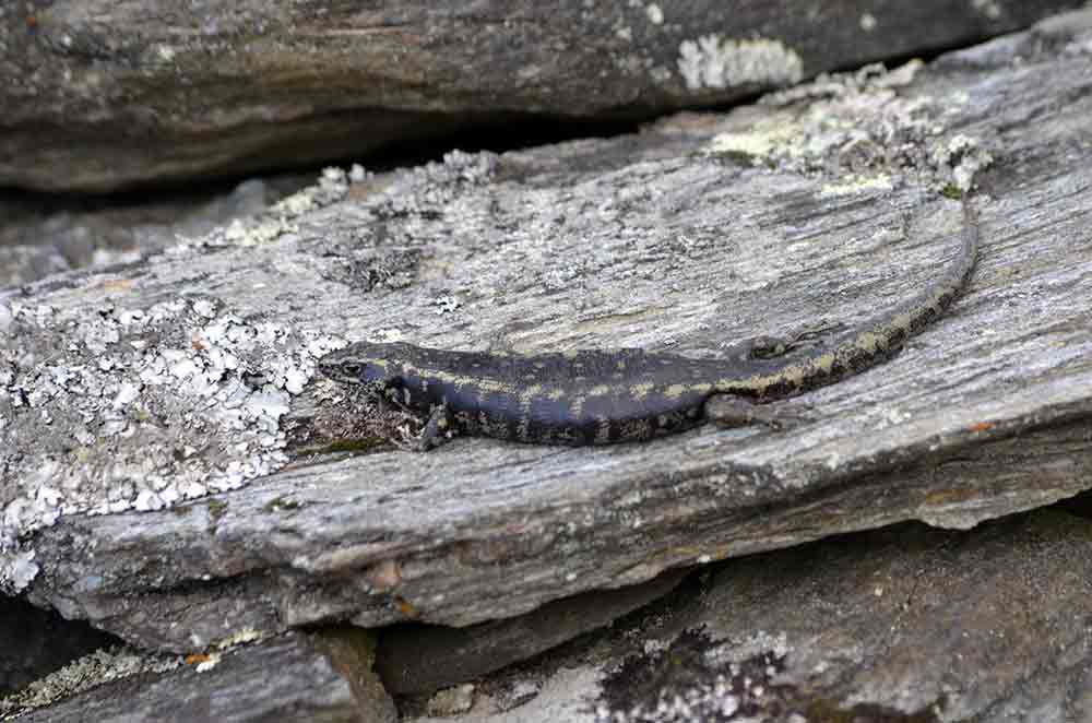 new zealand skink-AsiaPhotoStock