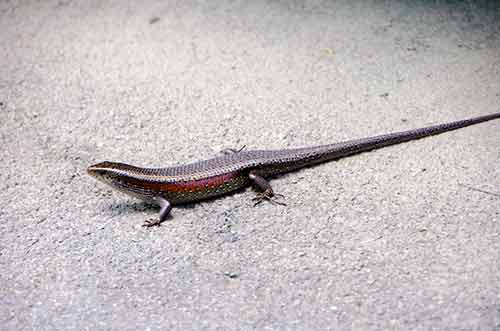 skink singapore-AsiaPhotoStock