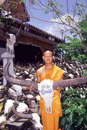 monk with buffalo skull-AsiaPhotoStock