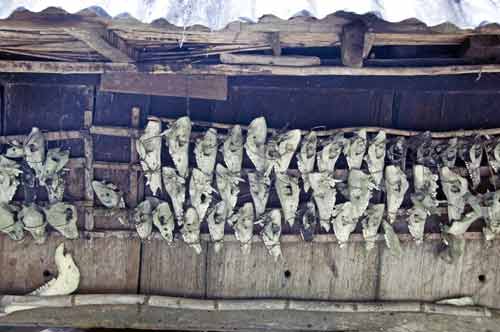 skulls of goats at hut-AsiaPhotoStock