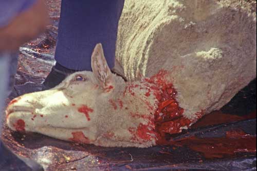 slaughtered sheep-AsiaPhotoStock